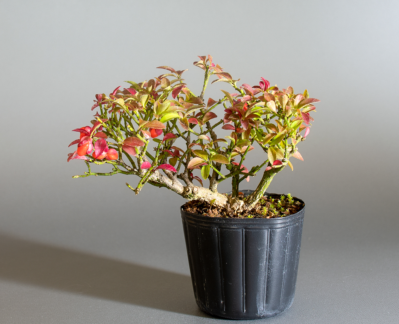 コマユミ-C4（こまゆみ・小真弓）実もの盆栽の販売と育て方・作り方・ Euonymus alatus bonsai