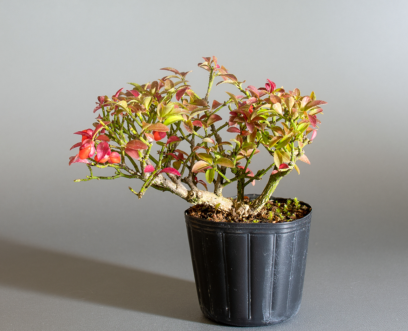 コマユミ-C4(こまゆみ・小真弓)実もの盆栽の販売と育て方・作り方・ Euonymus alatus bonsai