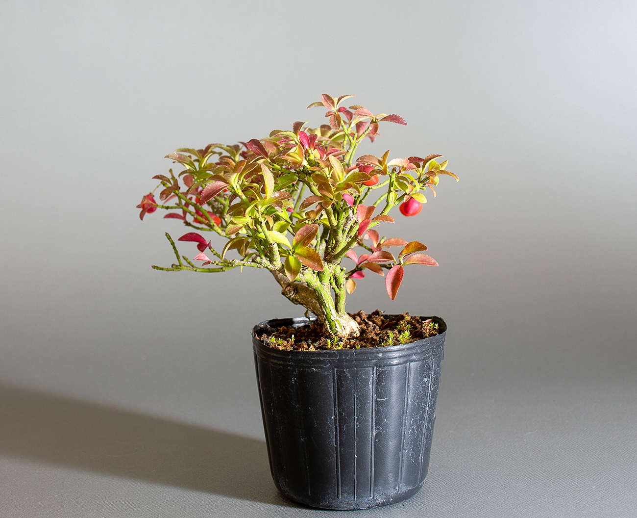 コマユミ-C4(こまゆみ・小真弓)実もの盆栽を右側から見た景色・Euonymus alatus bonsai