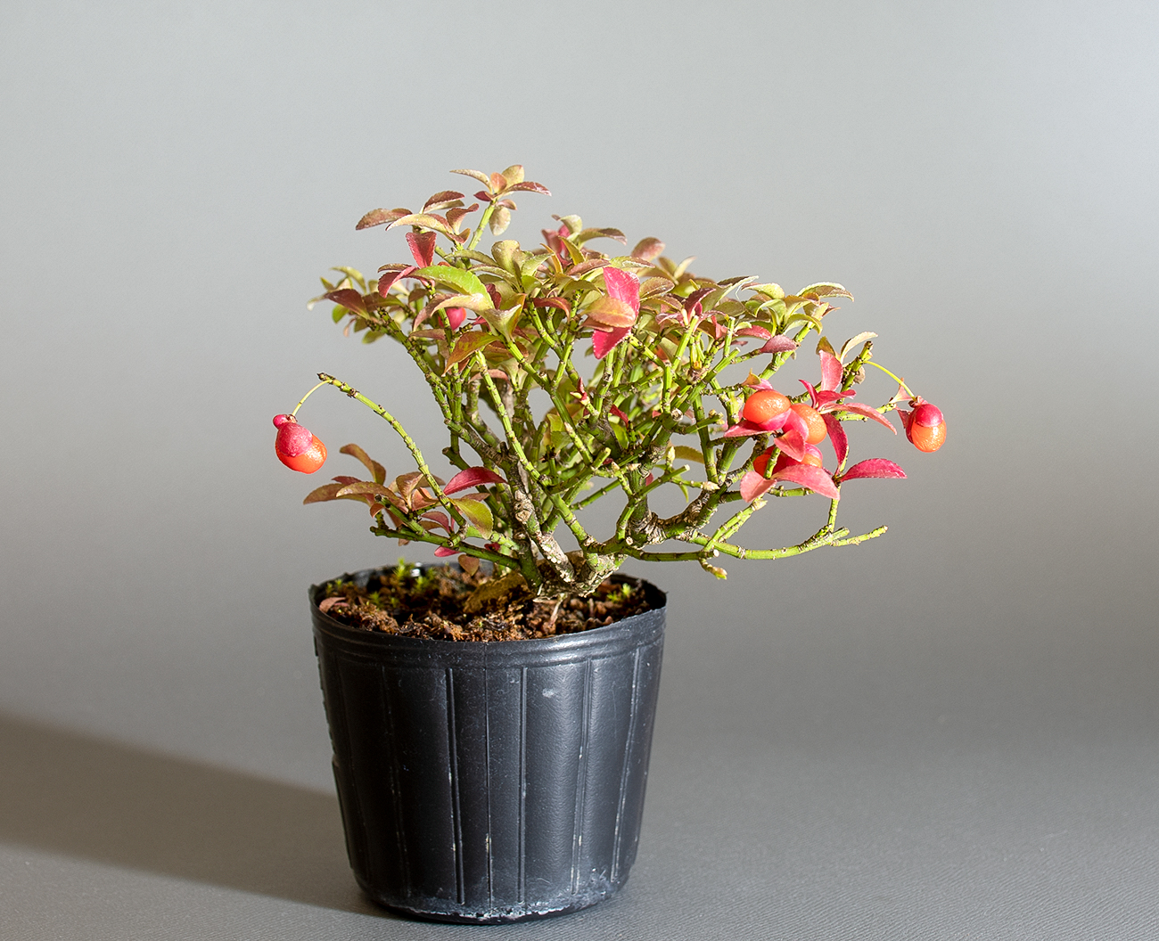 コマユミ-C4(こまゆみ・小真弓)実もの盆栽を左側から見た景色・Euonymus alatus bonsai