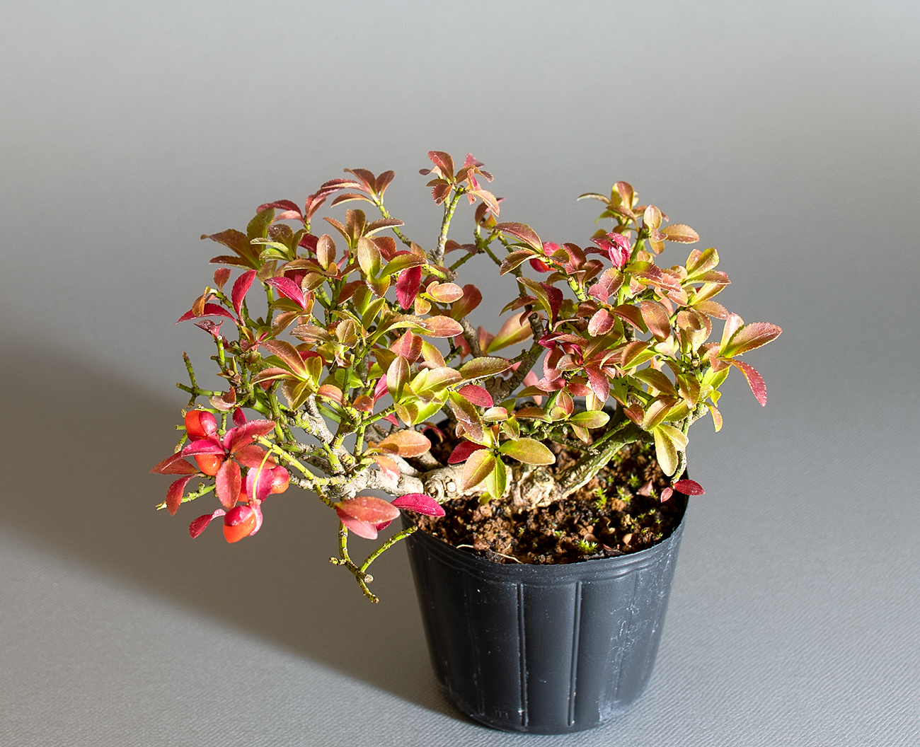 コマユミ-C4(こまゆみ・小真弓)実もの盆栽の上側から見た景色・Euonymus alatus bonsai