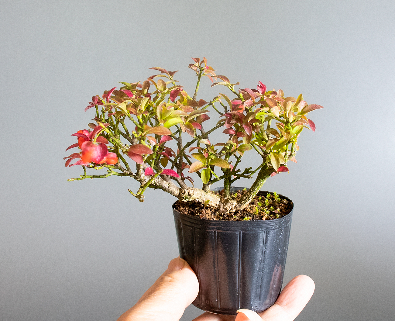 コマユミ-C4(こまゆみ・小真弓)実もの盆栽の手乗りの景色・Euonymus alatus bonsai