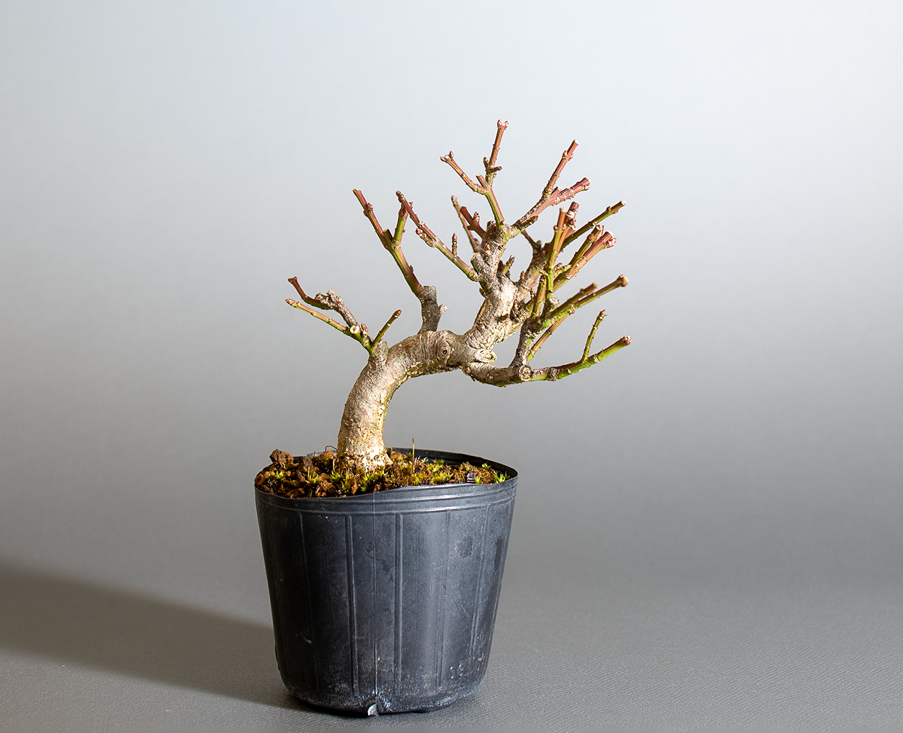 コマユミ-D4（こまゆみ・小真弓）実もの盆栽の販売と育て方・作り方・ Euonymus alatus bonsai