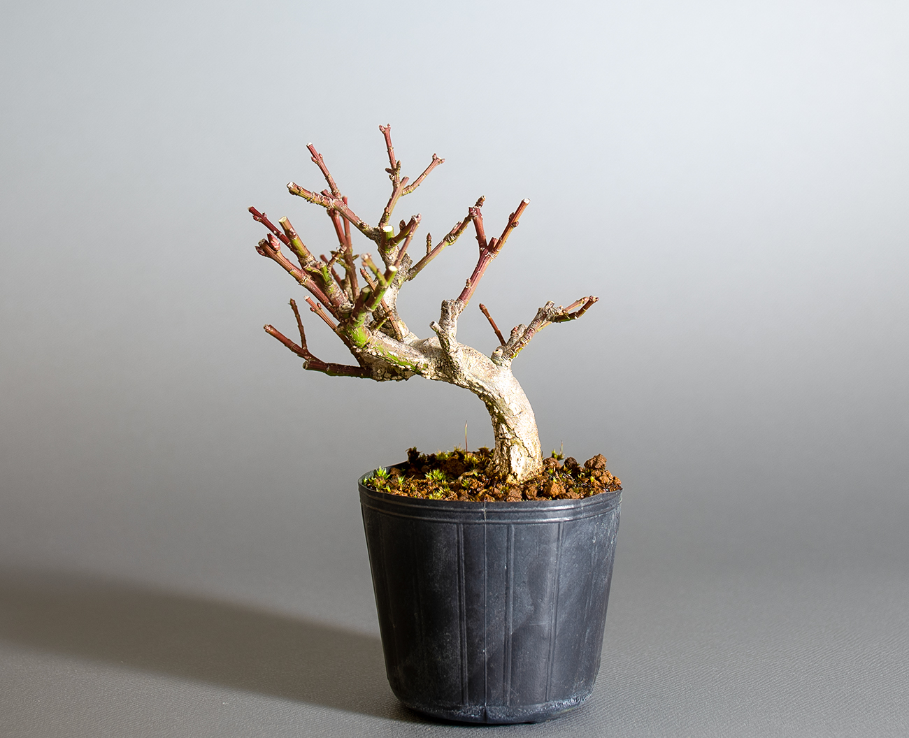 コマユミ-D4（こまゆみ・小真弓）実もの盆栽を裏側から見た景色・Euonymus alatus bonsai