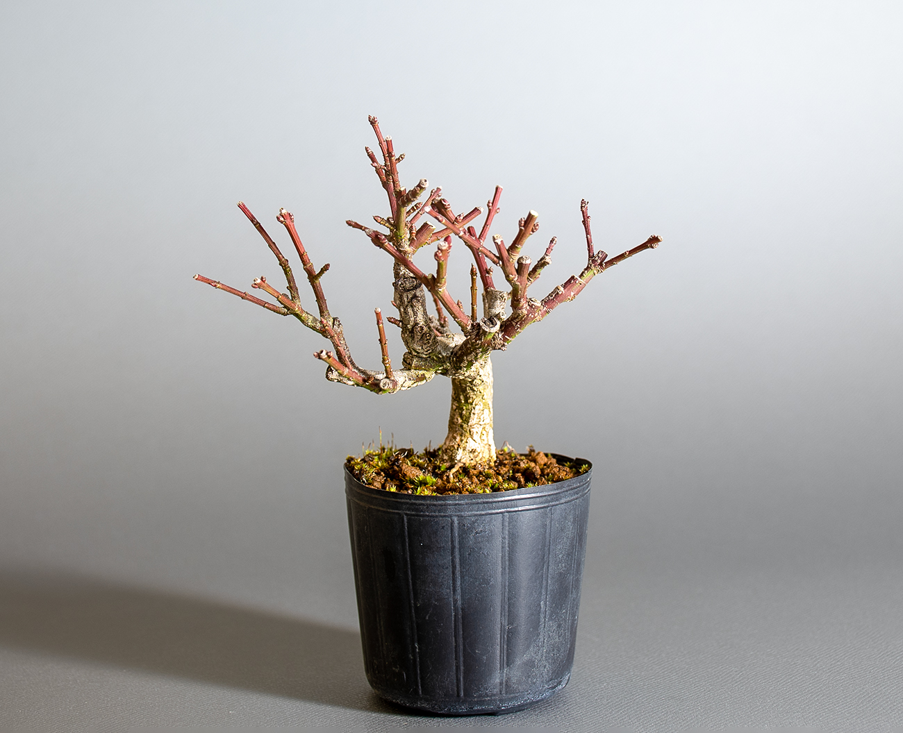 コマユミ-D4（こまゆみ・小真弓）実もの盆栽を右側から見た景色・Euonymus alatus bonsai