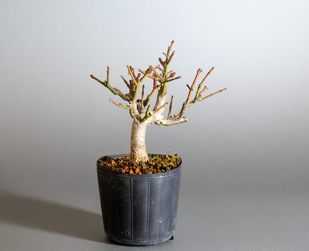 コマユミ-D4（こまゆみ・小真弓）実もの盆栽を左側から見た景色・Euonymus alatus bonsai