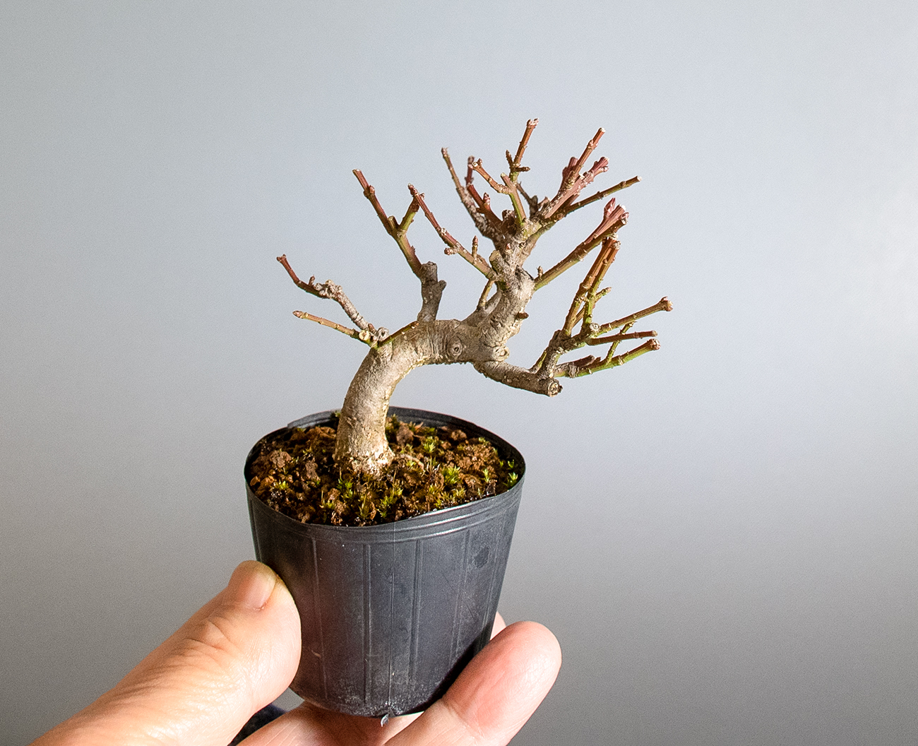 コマユミ-D4（こまゆみ・小真弓）実もの盆栽の手乗りの景色・Euonymus alatus bonsai