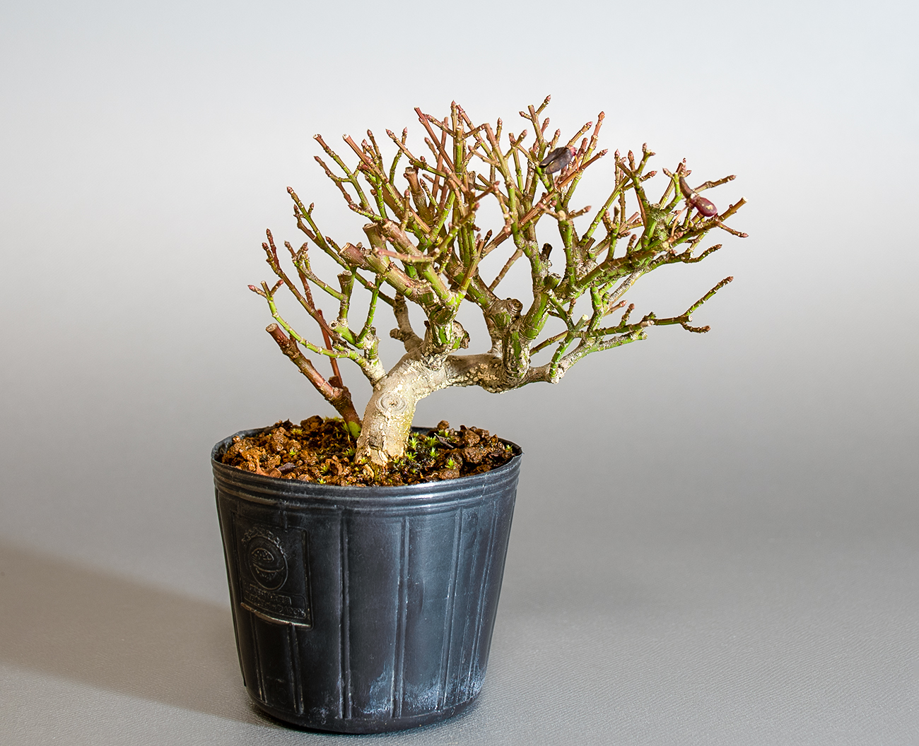 コマユミ-E4（こまゆみ・小真弓）実もの盆栽の販売と育て方・作り方・ Euonymus alatus bonsai