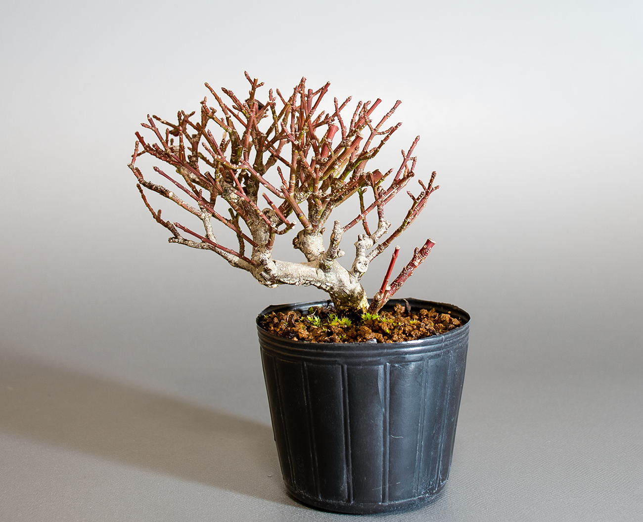 コマユミ-E4（こまゆみ・小真弓）実もの盆栽を裏側から見た景色・Euonymus alatus bonsai