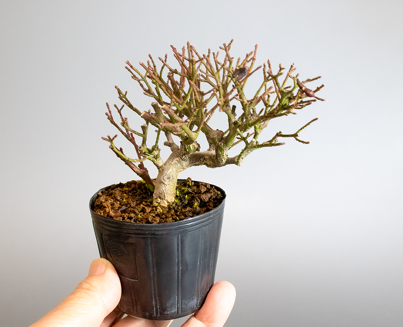コマユミ-E4（こまゆみ・小真弓）実もの盆栽の手乗りの景色・Euonymus alatus bonsai