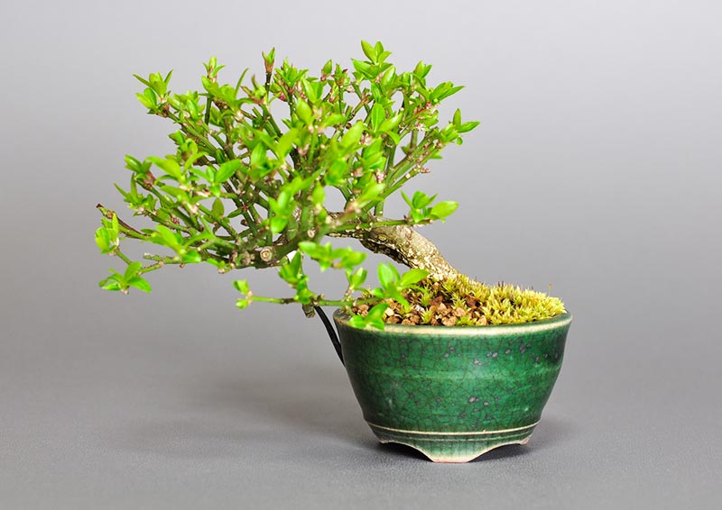 ミニ盆栽・コマユミ-F3（こまゆみ・小真弓）実もの盆栽の販売と育て方・作り方・Euonymus alatus bonsai photo