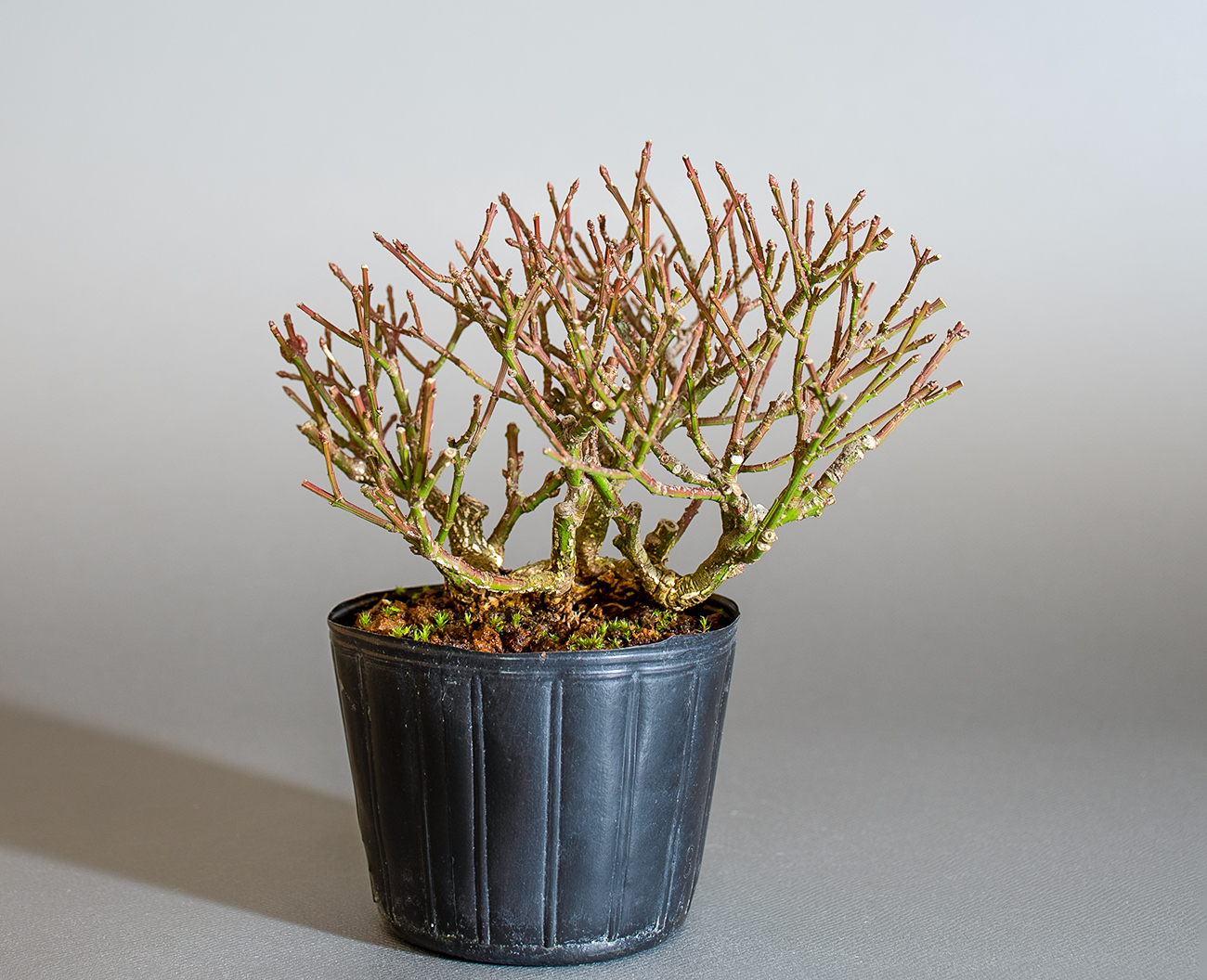 コマユミ-F4（こまゆみ・小真弓）実もの盆栽の販売と育て方・作り方・Euonymus alatus bonsai
