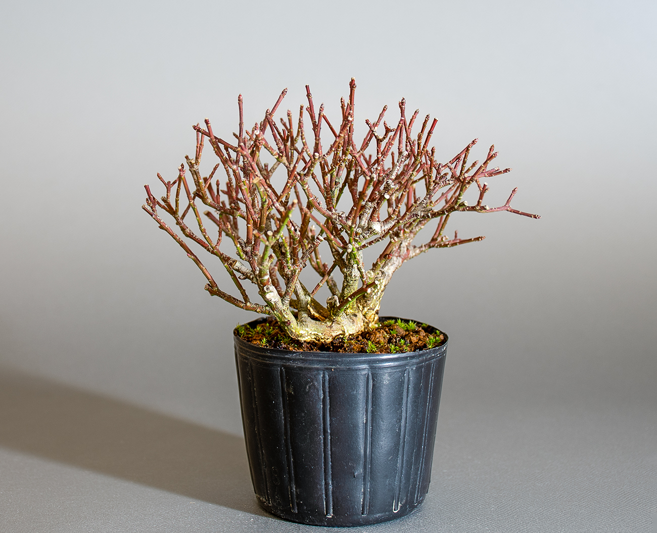 コマユミ-F4（こまゆみ・小真弓）実もの盆栽を右側から見た景色・Euonymus alatus bonsai