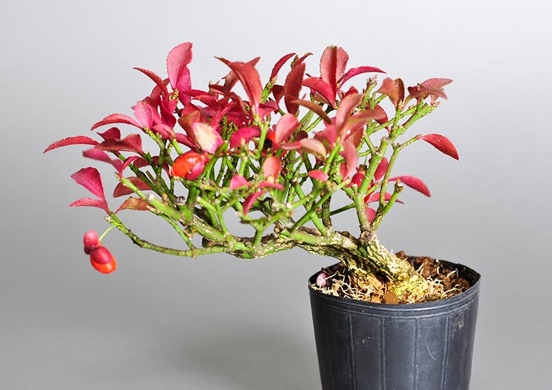 ニ盆栽・コマユミ-G3（こまゆみ・小真弓）実もの盆栽の販売と育て方・作り方・Euonymus alatus bonsai