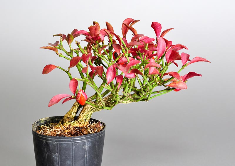 コマユミ-G3（こまゆみ・小小真弓）ミニ盆栽の販売と育て方・作り方