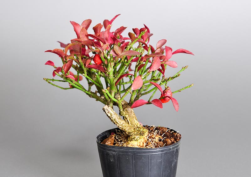 コマユミ-G3（こまゆみ・小真弓）実もの盆栽を右側から見た景色・Euonymus alatus bonsai