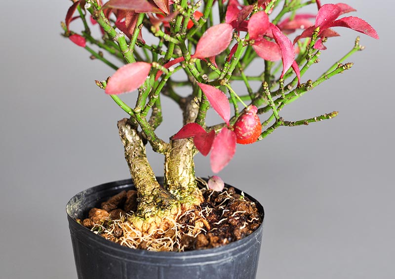 ☆盆栽日和☆ 【盆栽】 小真弓・コマユミ・寄せ植え 樹高 35