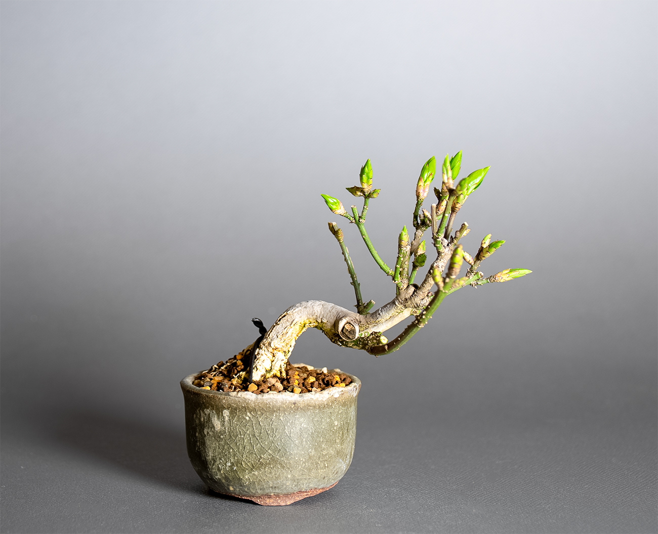 コマユミ-G4（こまゆみ・小真弓）実もの盆栽の販売と育て方・作り方・ Euonymus alatus bonsai