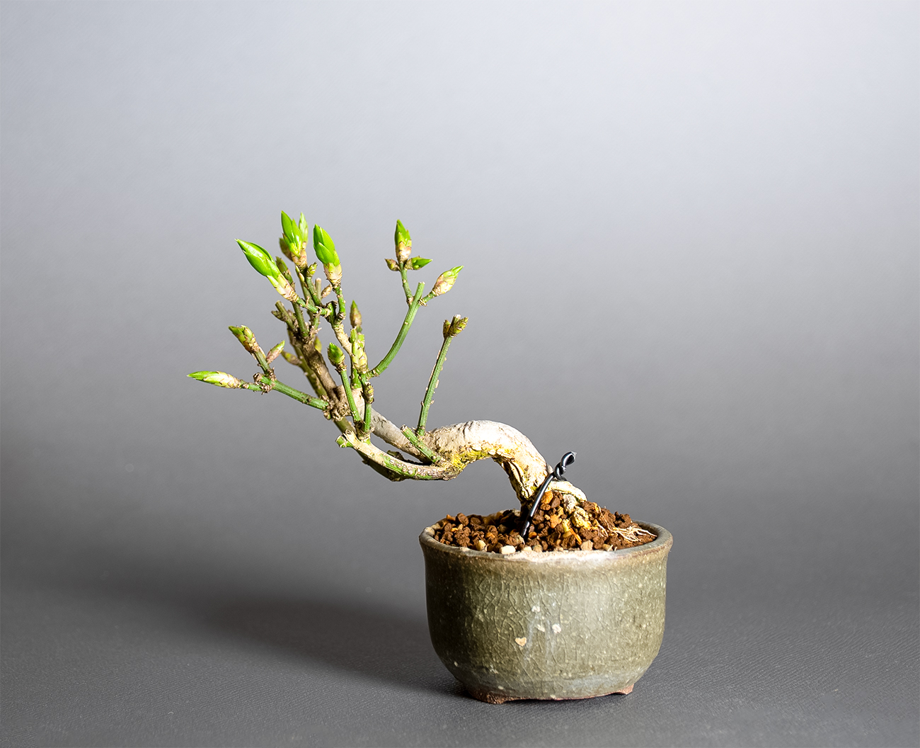 コマユミ-G4（こまゆみ・小真弓）実もの盆栽を裏側から見た景色・Euonymus alatus bonsai