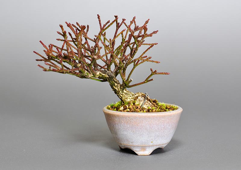 コマユミ-H3（こまゆみ・小真弓）実もの盆栽の販売と育て方・作り方・Euonymus alatus bonsai