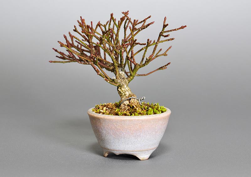 ミニ盆栽・コマユミ-H3（こまゆみ・小真弓）実もの盆栽を右側から見た景色・Euonymus alatus bonsai