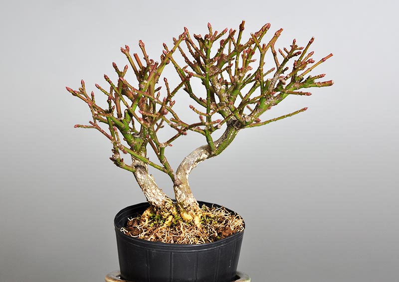 コマユミ-I3（こまゆみ・小真弓）豆盆栽の販売と育て方・作り方・Euonymus alatus bonsai photo