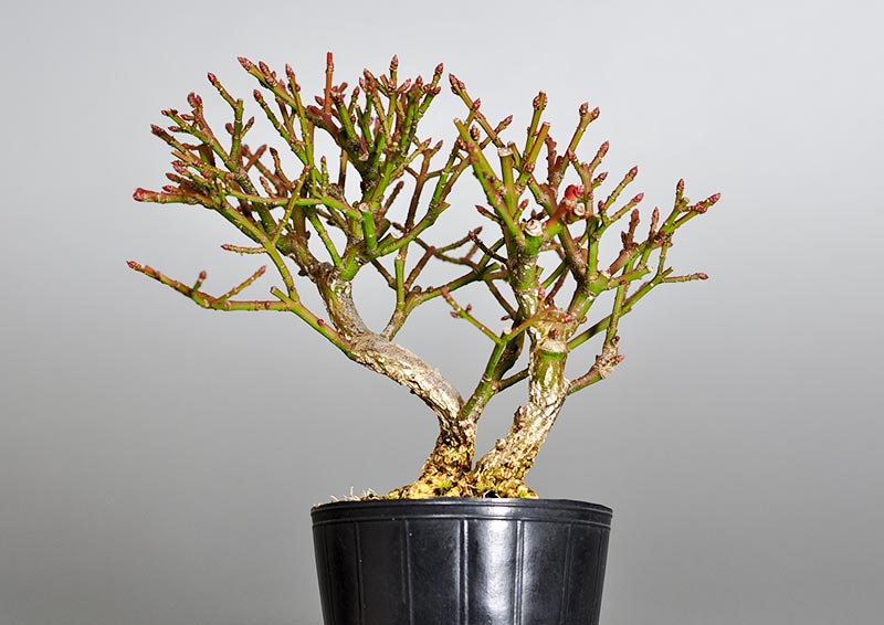 コマユミ-I3（こまゆみ・小真弓）花もの盆栽を裏側から見た景色・Euonymus alatus bonsai photo