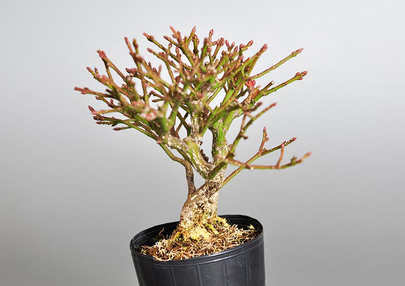 コマユミ-I3（こまゆみ・小真弓）花もの盆栽を右側から見た景色・Euonymus alatus bonsai photo