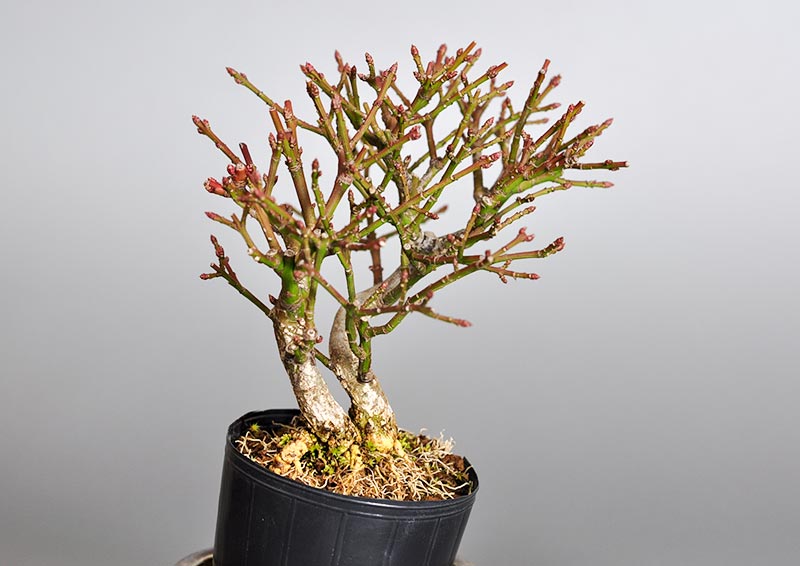 コマユミ-I3（こまゆみ・小真弓）花もの盆栽を左側から見た景色・Euonymus alatus bonsai photo