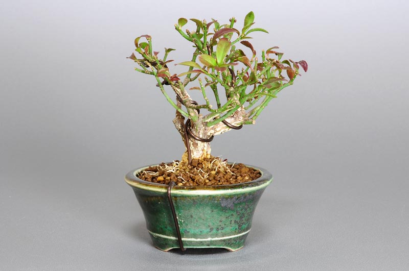 ミニ盆栽・コマユミ-J1（こまゆみ・小真弓）実もの盆栽を裏側から見た景色・Euonymus alatus bonsai