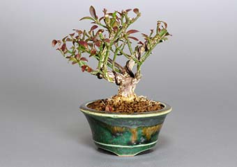 コマユミ-J1（こまゆみ・小真弓）盆栽の樹作りの参考樹形・Euonymus alatus f. striatus Best bonsai
