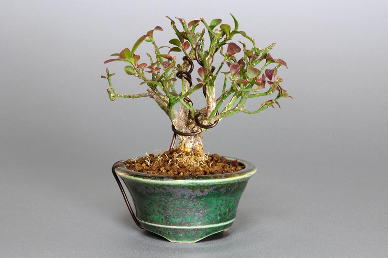 コマユミ-J1（こまゆみ・小真弓）実もの盆栽を左側から見た景色・Euonymus alatus bonsai