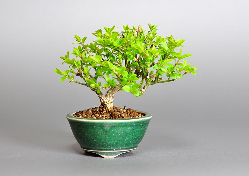 コマユミ-J3（こまゆみ・小真弓）豆盆栽の販売と育て方・作り方・Euonymus alatus bonsai photo