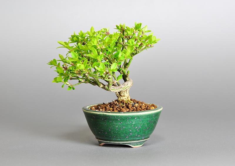 コマユミ-J3（こまゆみ・小真弓）花もの盆栽を右側から見た景色・Euonymus alatus bonsai photo