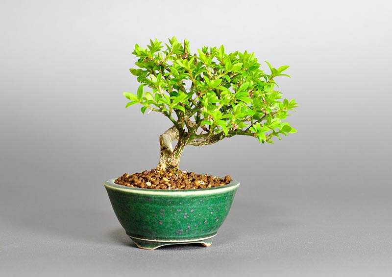 コマユミ-J3（こまゆみ・小真弓）花もの盆栽を左側から見た景色・Euonymus alatus bonsai photo