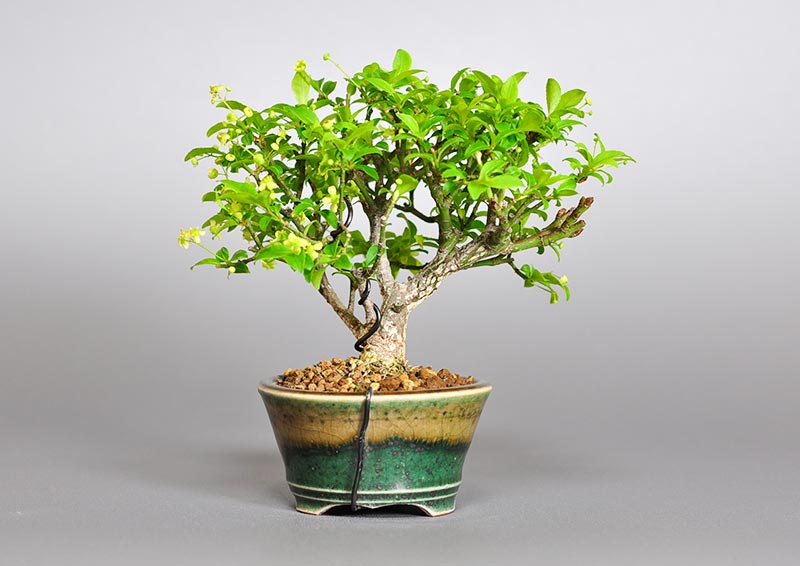 コマユミ-K3（こまゆみ・小真弓）花もの盆栽を裏側から見た景色・Euonymus alatus bonsai photo