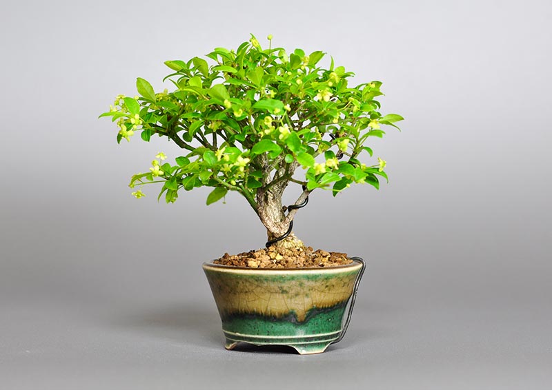 コマユミ-K3（こまゆみ・小真弓）花もの盆栽を右側から見た景色・Euonymus alatus bonsai photo