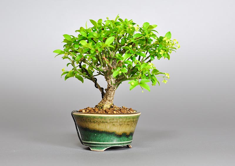 コマユミ-K3（こまゆみ・小真弓）花もの盆栽を左側から見た景色・Euonymus alatus bonsai photo