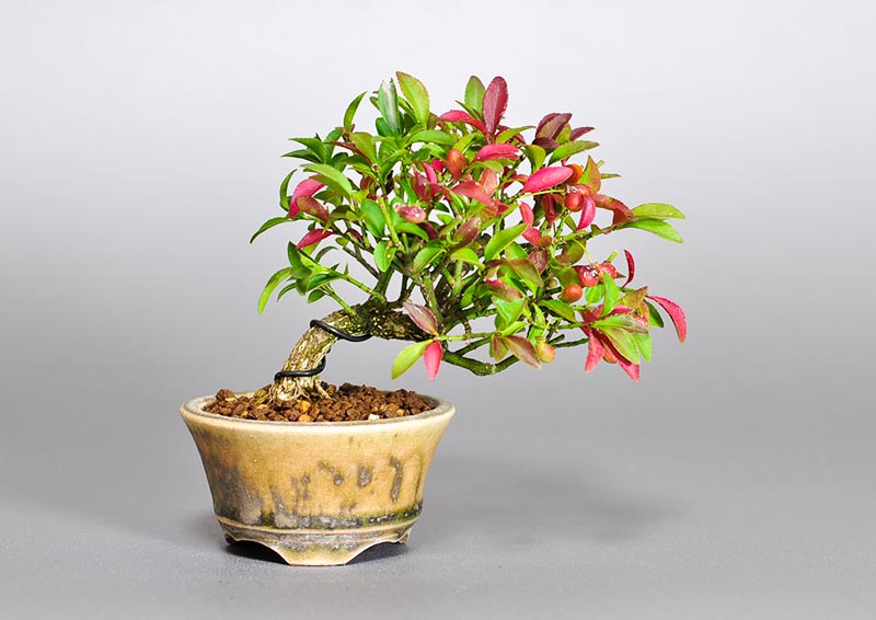 コマユミ-L3（こまゆみ・小真弓）豆盆栽の販売と育て方・作り方・Euonymus alatus bonsai photo