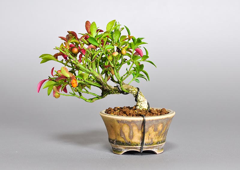コマユミ-L3（こまゆみ・小真弓）花もの盆栽を裏側から見た景色・Euonymus alatus bonsai photo