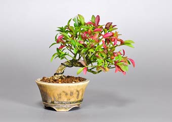 コマユミ-L3（小真弓盆栽）Euonymus alatus bonsaiの販売・通販店｜Bonsai trees Shop