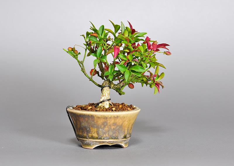 コマユミ-L3（こまゆみ・小真弓）花もの盆栽を左側から見た景色・Euonymus alatus bonsai photo