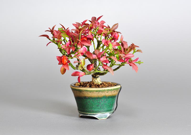 ミニ盆栽・コマユミ-M3（こまゆみ・小真弓）実もの盆栽を右側から見た景色・Euonymus alatus bonsai