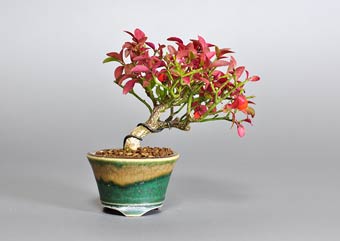 コマユミ-M3（こまゆみ・小真弓）盆栽の樹作りの参考樹形・Euonymus alatus f. striatus Best bonsai