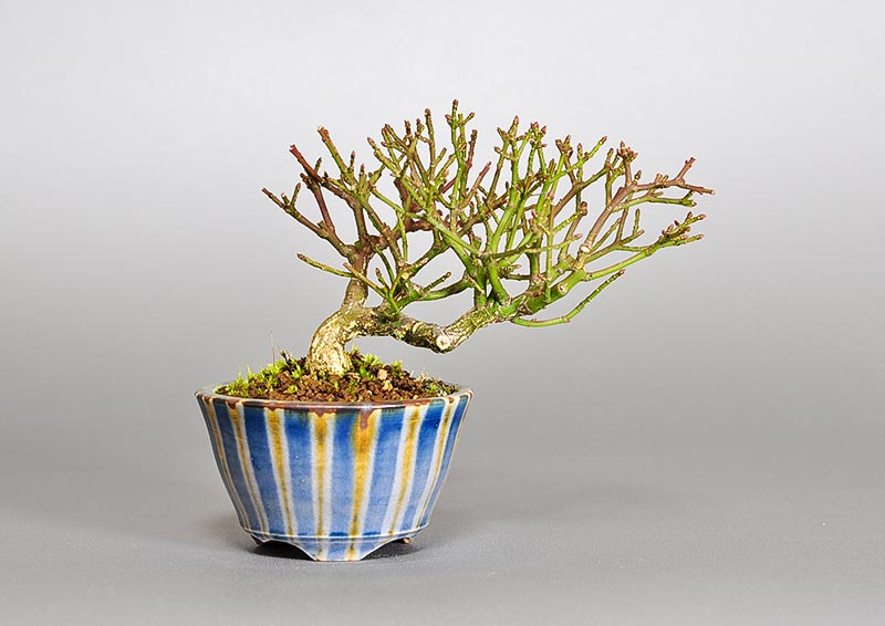 コマユミ-F4（こまゆみ・小真弓）実もの盆栽の販売と育て方・作り方・Euonymus alatus bonsai
