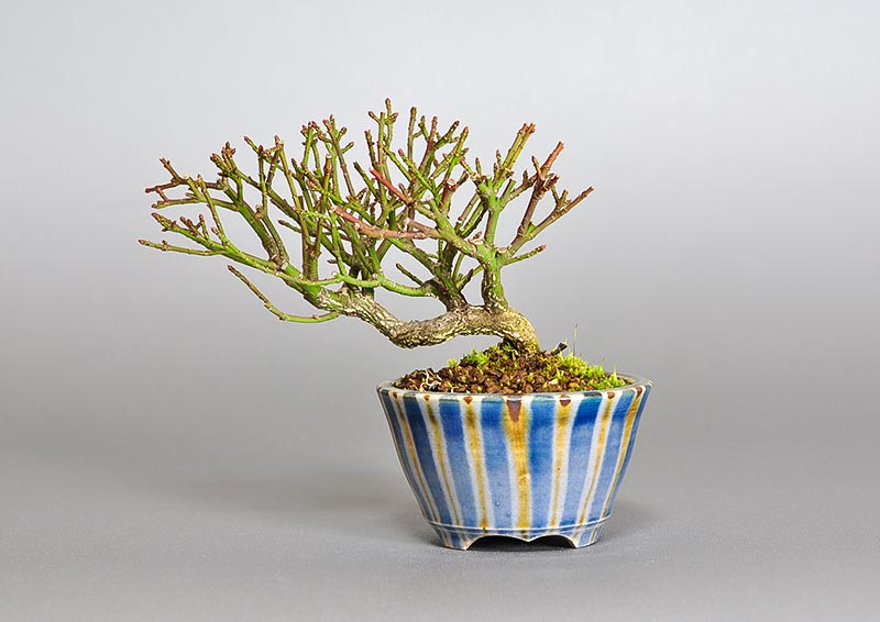 コマユミ-F4（こまゆみ・小真弓）実もの盆栽を裏側から見た景色・Euonymus alatus bonsai