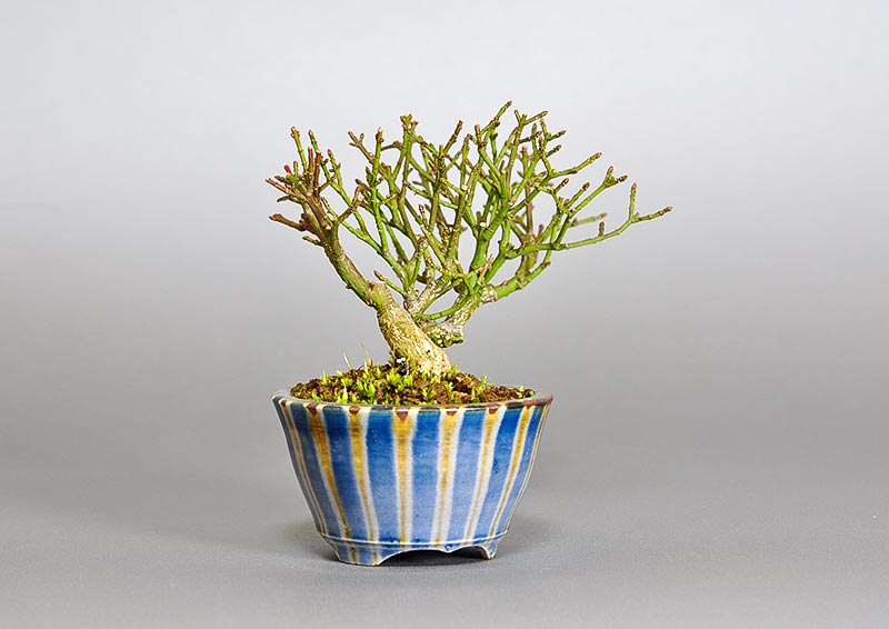 コマユミ-F4（こまゆみ・小真弓）実もの盆栽を左側から見た景色・Euonymus alatus bonsai