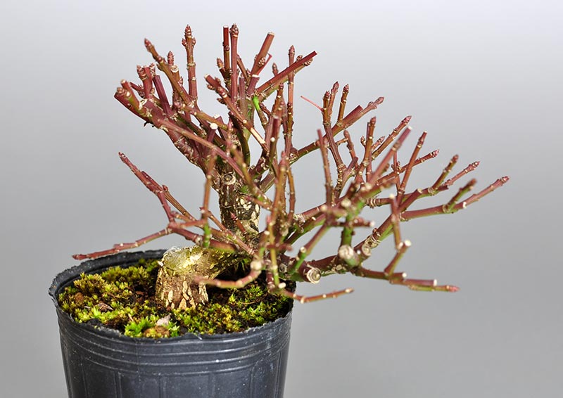 ミニ盆栽・コマユミ-O2-1（こまゆみ・小真弓）実もの盆栽の販売と育て方・作り方・Euonymus alatus bonsai photo