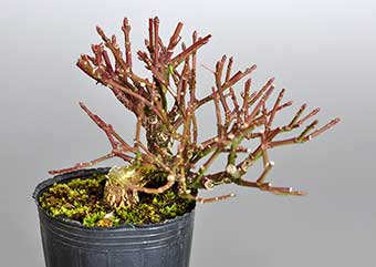 ミニ盆栽・コマユミ-O2（こまゆみ・小真弓）実もの盆栽の成長記録-1・Euonymus alatus bonsai photo