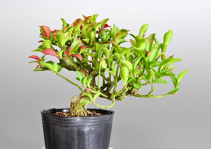 ミニ盆栽・コマユミ-O2（こまゆみ・小真弓）実もの盆栽の販売と育て方・作り方・Euonymus alatus bonsai photo